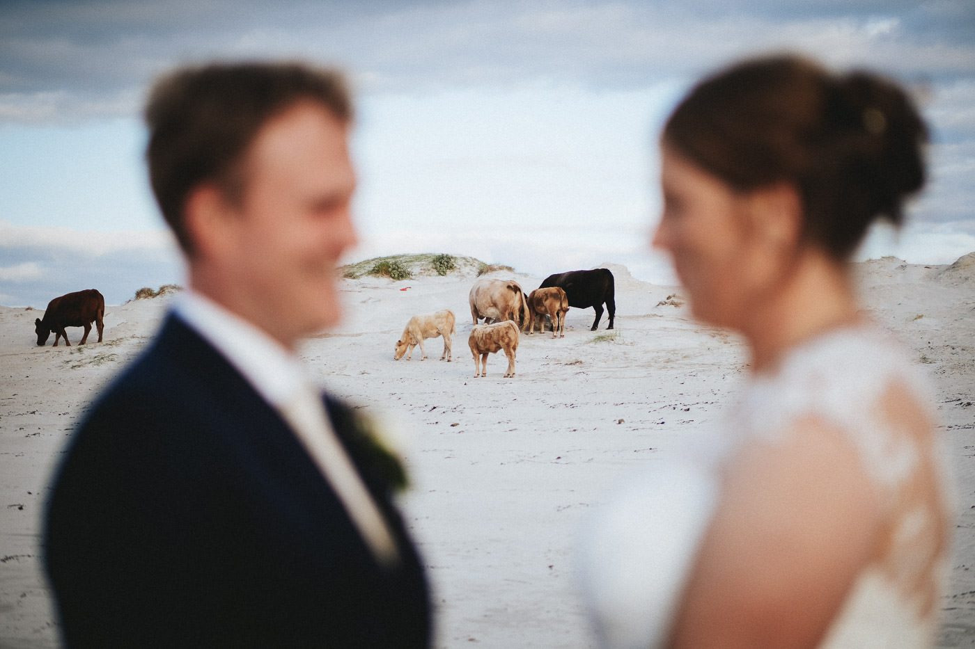Brautpaar mit Kühen am Strand in Irland - das Paar im Vordergrund unscharf, Fokus auf die Kühe im Hintergrund, Dog's Bay, Connemara Irland - Hochzeitsfotograf Irland, Brautrausch