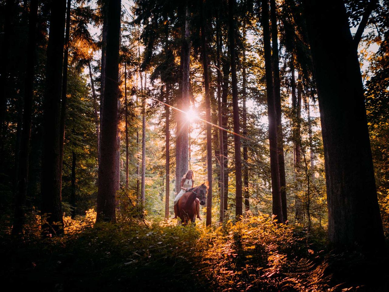 Braut bei After-Wedding-Session mit Pferd in den Taunuswäldern