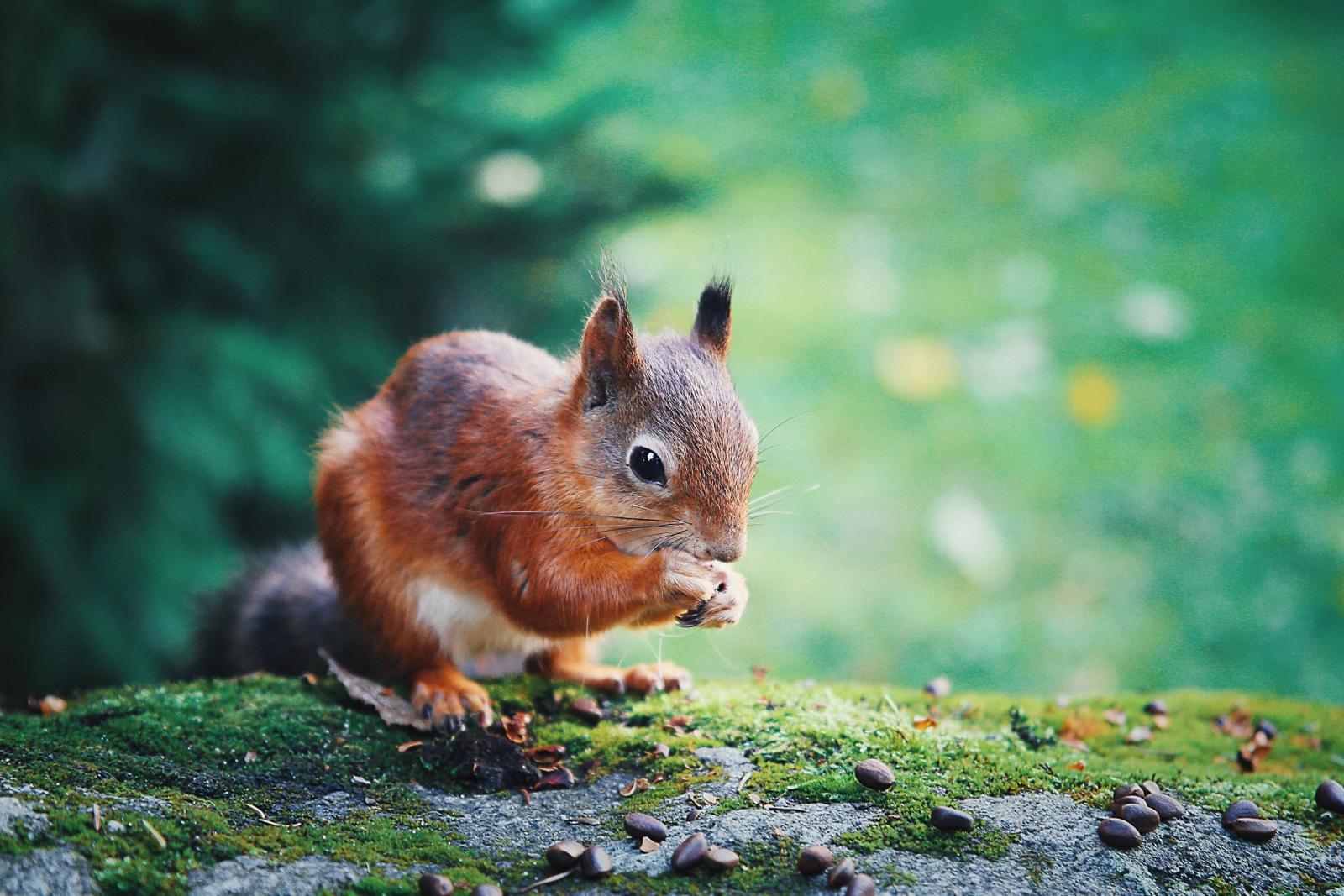 A squirrel has a lot in common with a wedding photographer