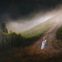 Bridal couple in a misty vinyard in Rheingau, Germany