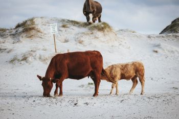 Kühe am Strand von Dog's Bay mit Schild "Please keep off the dunes" - eine Kuh steht mitten auf den Dünen - Hochzeitsfotograf Irland, Brautrausch