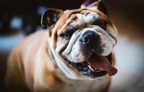 Wedding Dog - Cool dog at a wedding in Hornbach Monastery