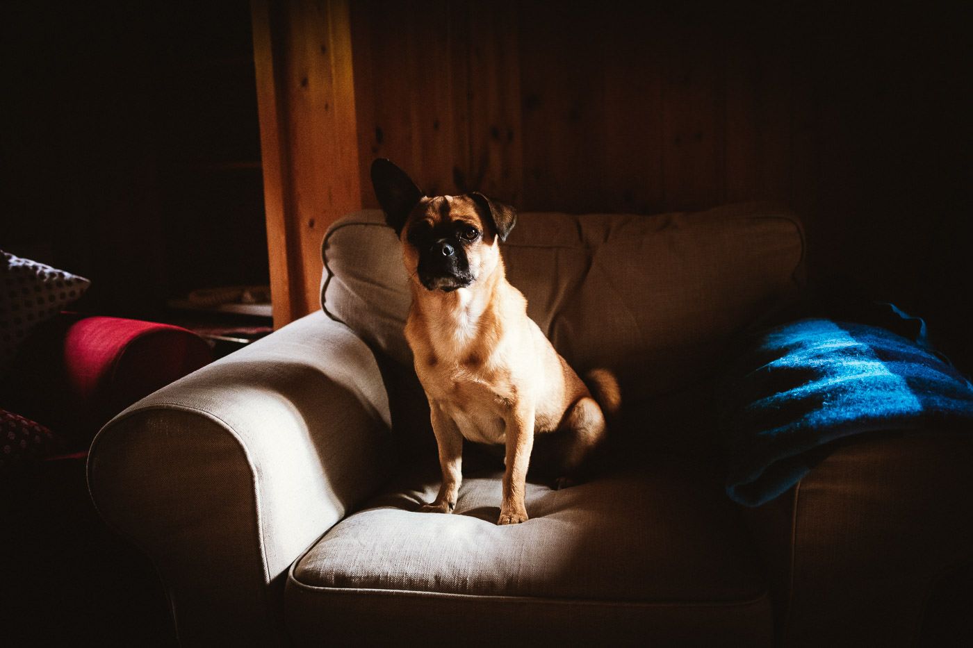 Hund auf Sofa - Mops-Mix Hugo genießt die Sonnenstrahlen